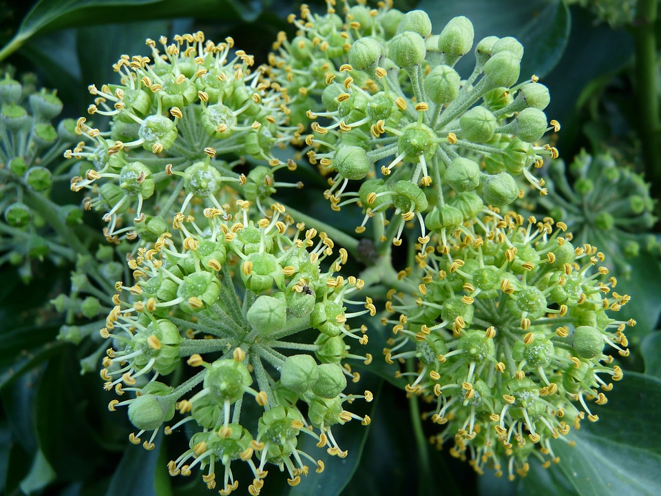 Hedera helix climber plant hedera