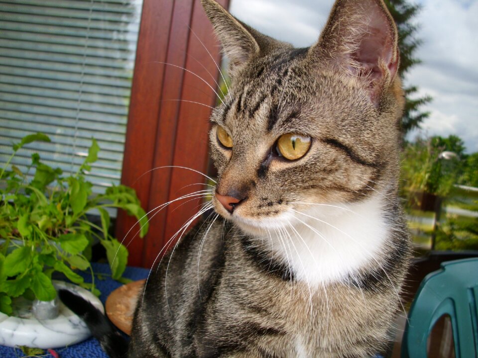 Domestic cat cat's eyes pet