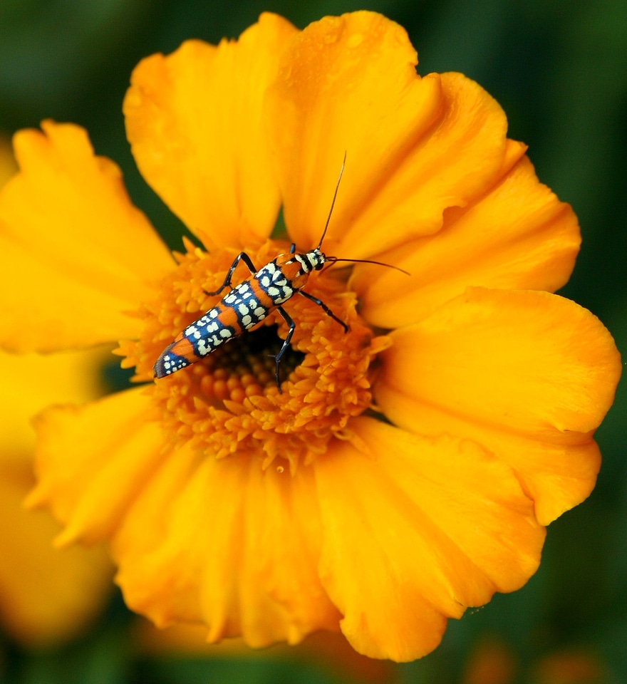 Insect bug orange