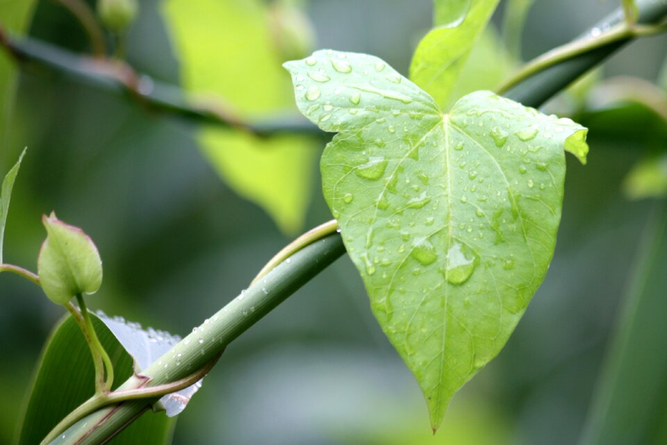 Rain plant plants