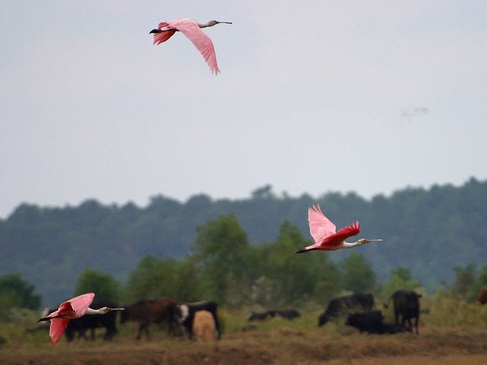 Wing animal bird