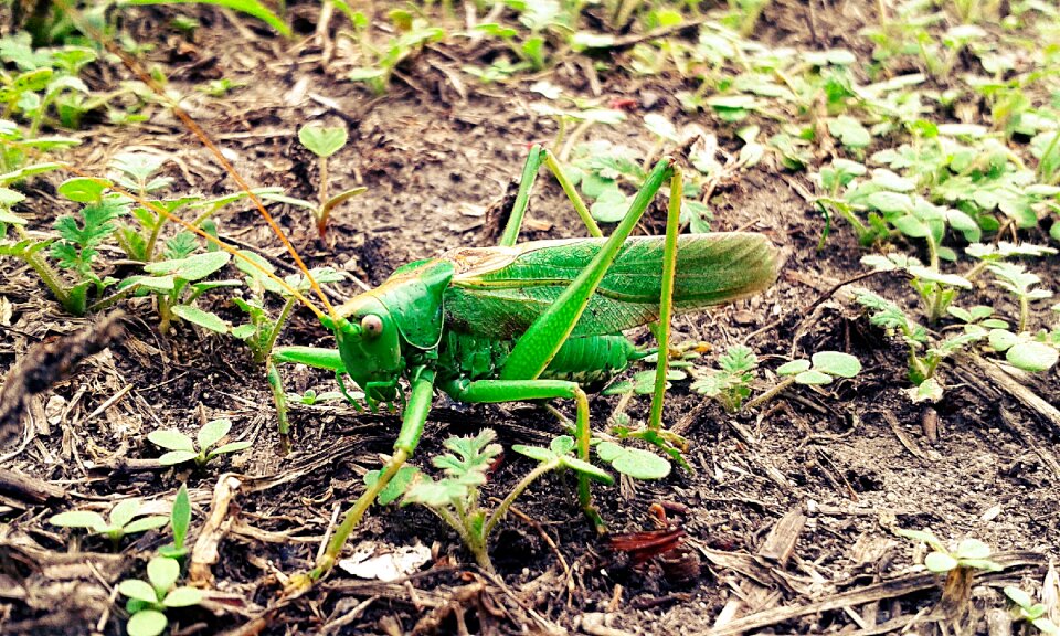 Mantis insect green