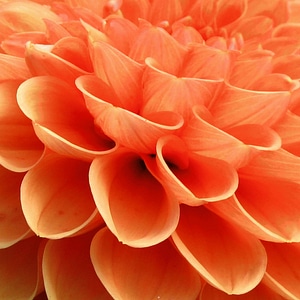 Blossom bloom nature