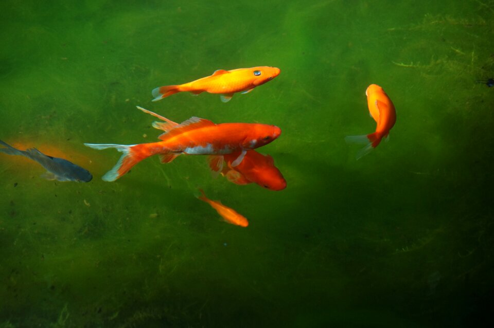 Goldfish fish water