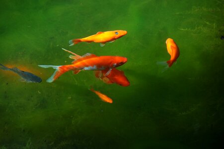 Goldfish fish water