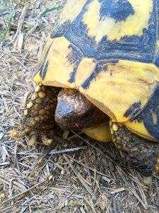 Mediterranean tortoise montsant priorat