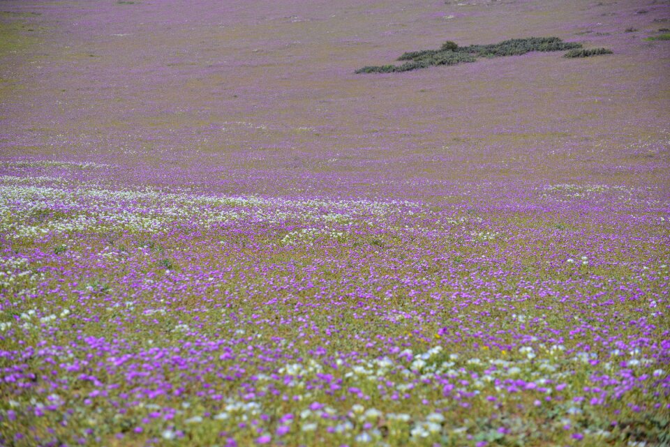 Purple flower desert