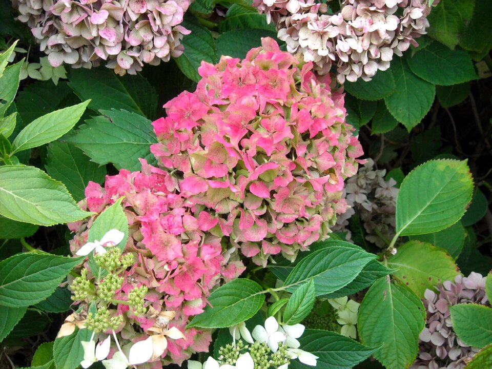 Bush pink blue