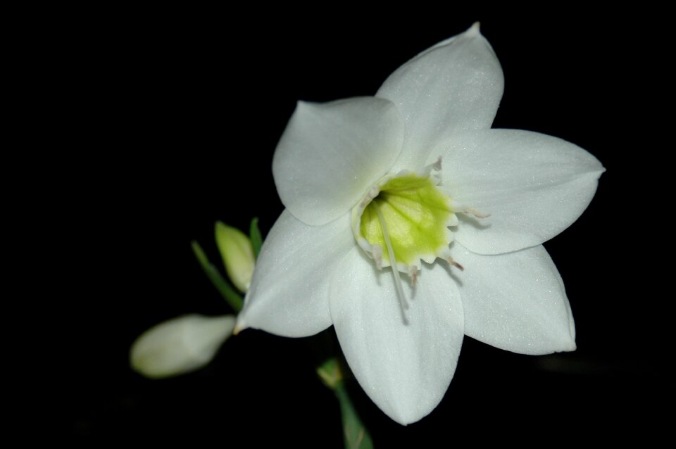 Flower white white flower