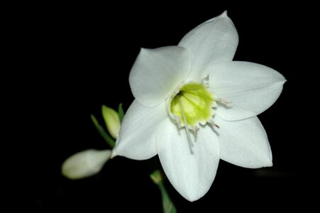 Flower white white flower