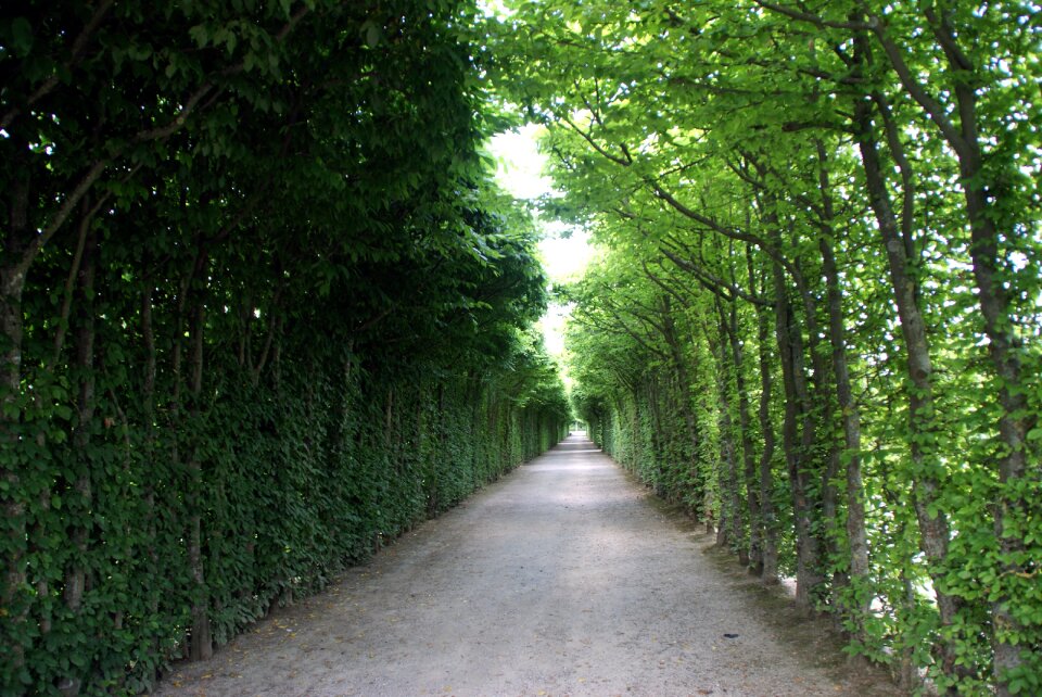 Away tree lined avenue landscape