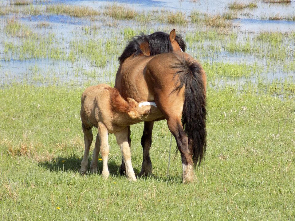 Nature animals pasture land
