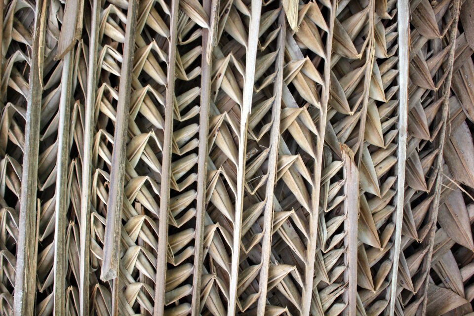 Backdrop pattern nature