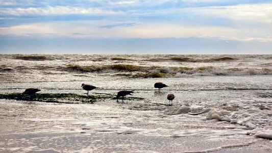 Landscape holland wadden sea photo