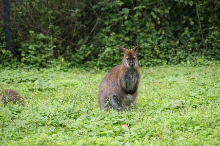 Animal australia meadow