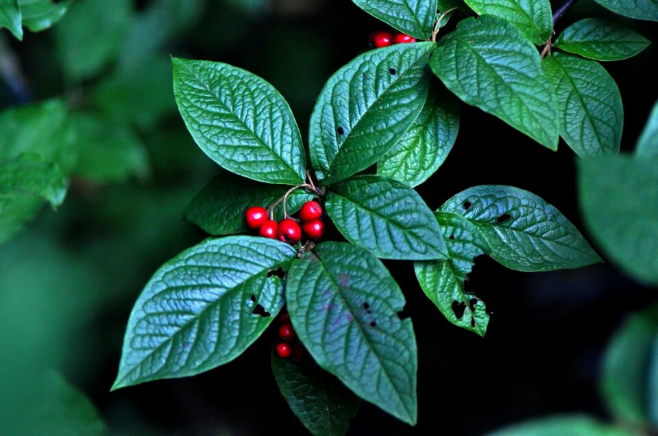 Nature leaf berries
