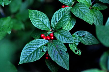 Nature leaf berries photo