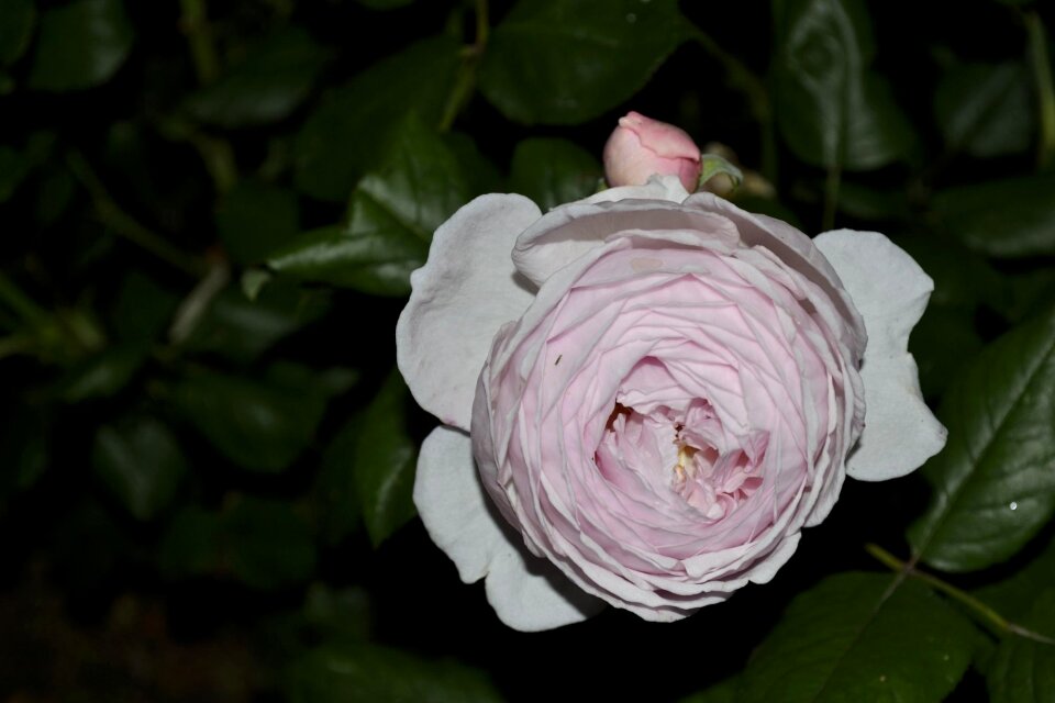 Rose white garden spring