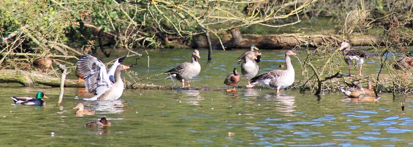 Migratory bird flock of birds geese photo