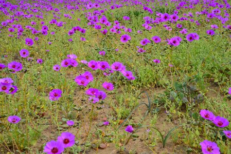 Flower desert nature