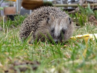 Spur foraging animal world