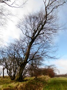 Large tree scotland photo
