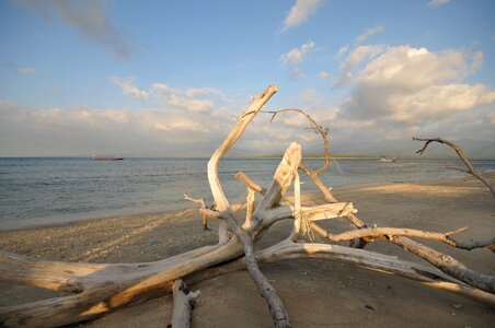 Sea coast driftwood photo