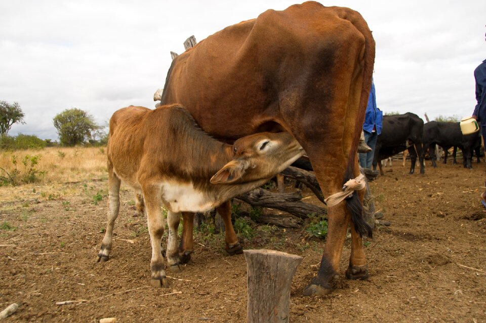 Agriculture cattle domestic