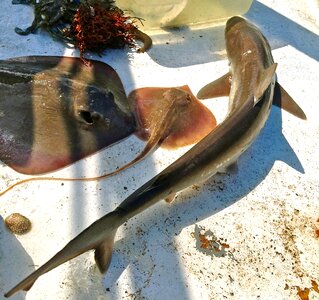 Stingrays st simons island