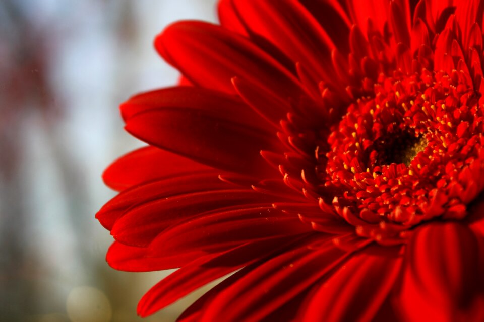 The scarlet flower bright flower red