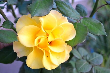 Rose flower yellow photo