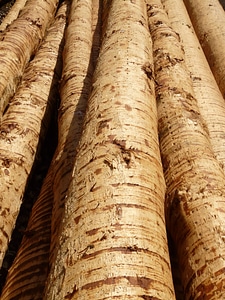 Timber bark material photo