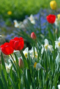 Red blue daffodils