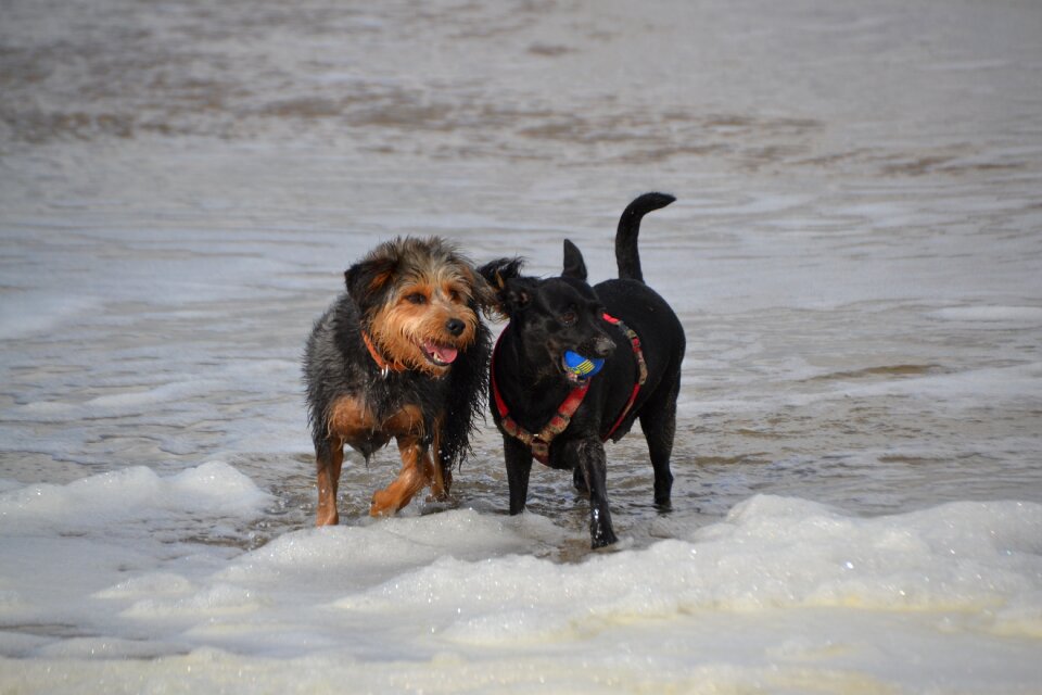 Mongrel dachshund yorkshire animal pet