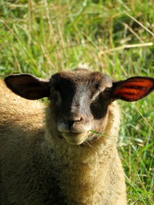 Sheep nature animal