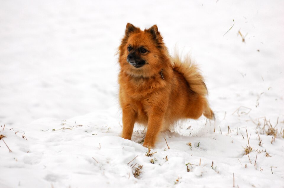 Pointed tip dog snow