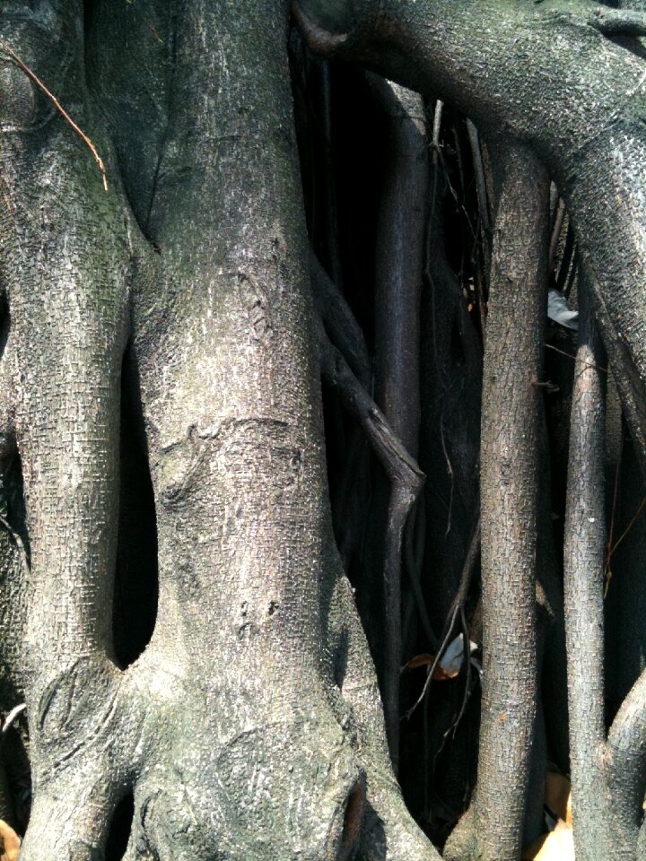 Old tree wood nature
