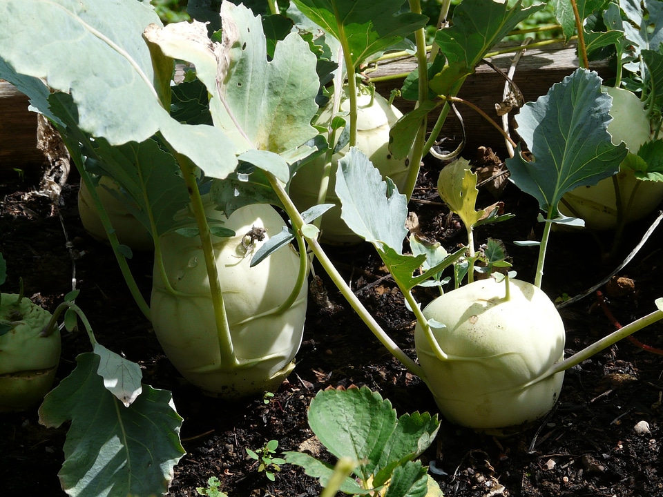 Brassica oleracea upper kohlrabi upper beet