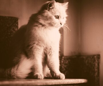 Pet cute kitten
