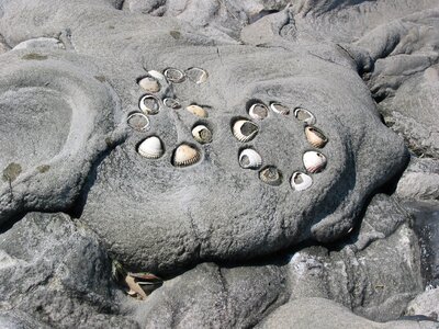 Mussels sea animals seashell