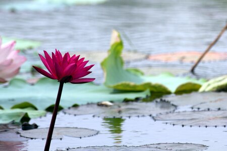 Plants garden petal