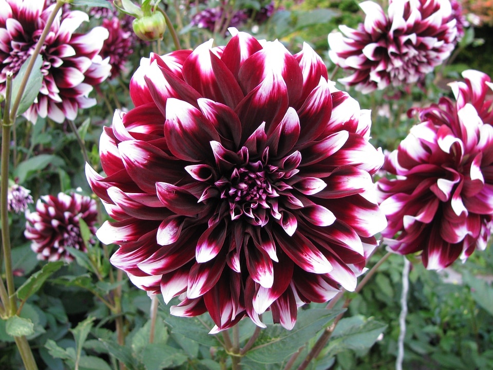 Autumn garden nature