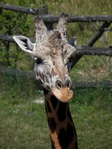 Head africa the prague zoo photo