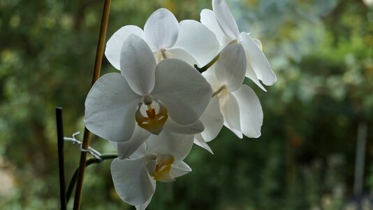 Bloom wild orchid plant