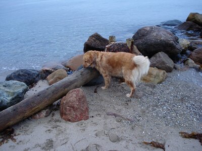 Water dog beach photo