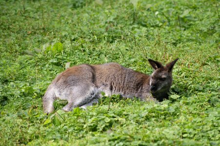Zoo animal australia