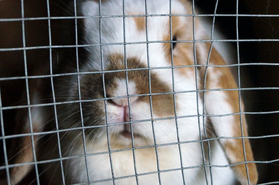 Nibble mümmelfrau close up