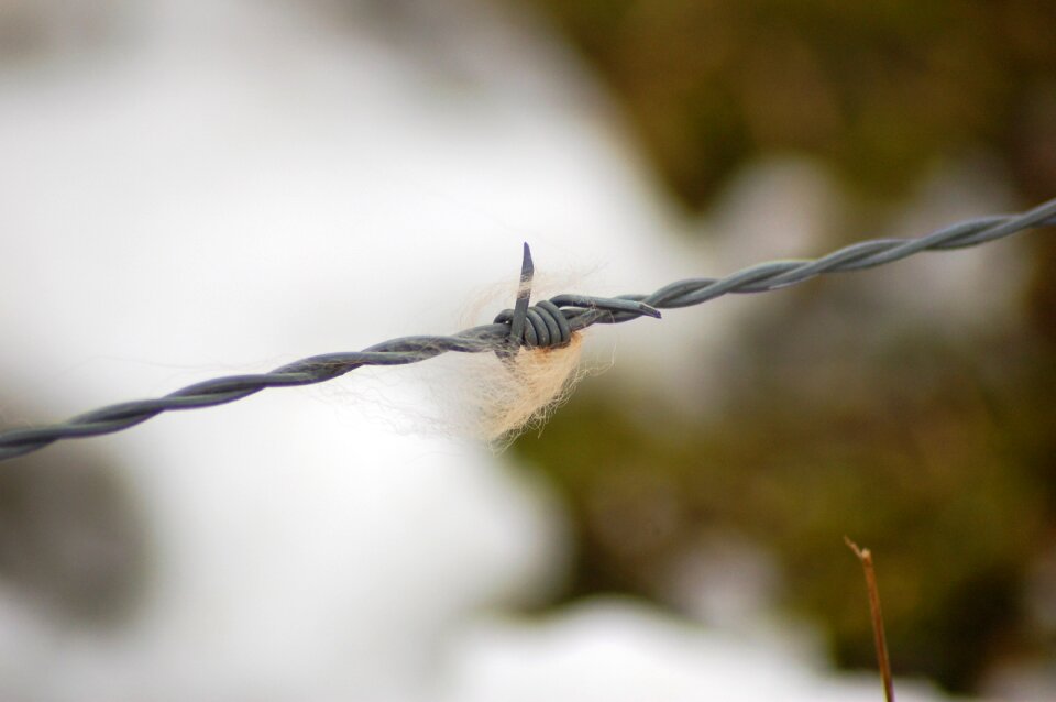 Fur nature depth of field