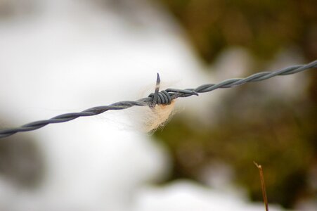 Fur nature depth of field