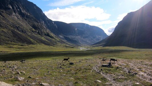 Landscape scandinavia animal